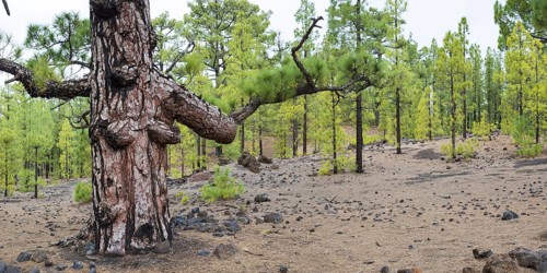 Canary Island Pine
