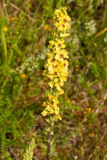 Black mullein Inflorescence with several open yellow flowers
