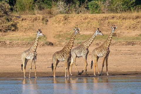 Rhodesian giraffe