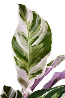 Leaf of exotic 'Calathea White Fusion' Prayer Plant houseplant on white background