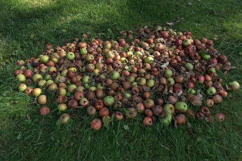 Fallen fruit