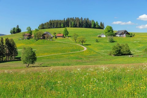 Black Forest houses near Breitnau
