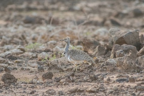 Rare Cantilever Bustard