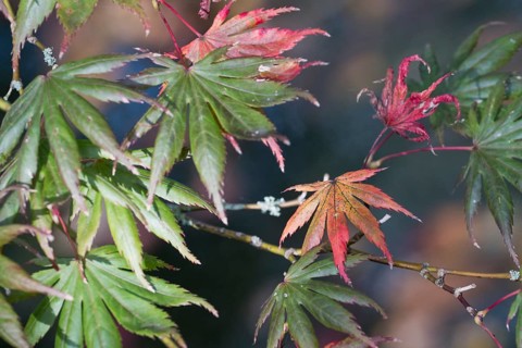 Japanese fan maple