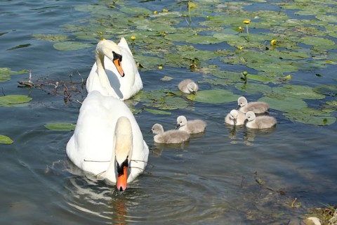 Mute Swan