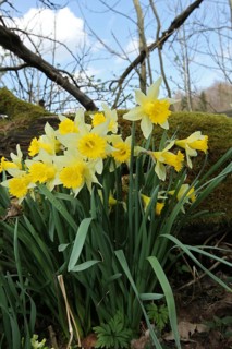 Daffodils or wild daffodils