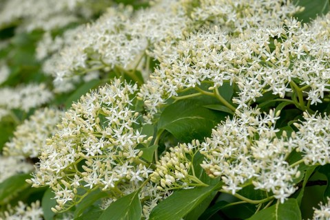 Pagoda dogwood