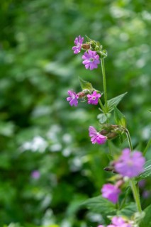 Red campion