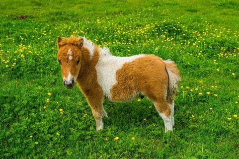Baby Shetland ponies