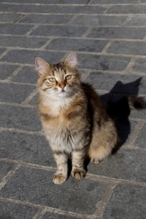 Stray cat seen in the street of the city