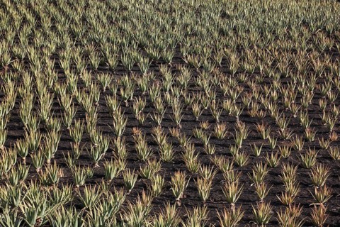 Aloe Vera Plantation at Orzola