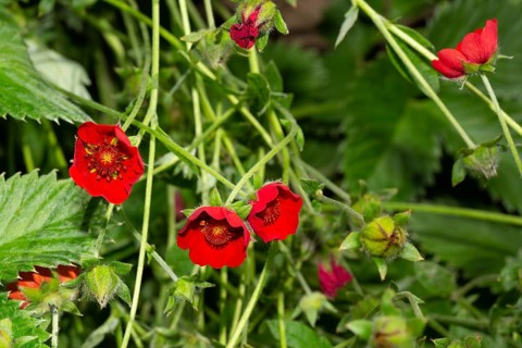 Blood red cinquefoil three open red flowers