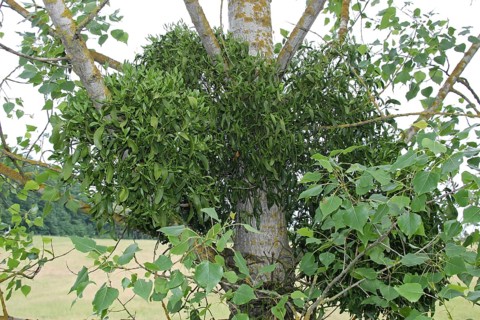 Hardwood european mistletoe
