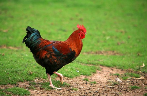 Domestic chicken