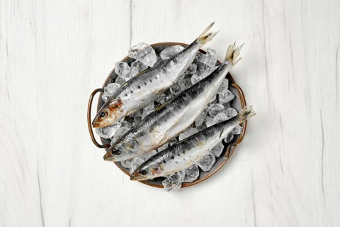 Top view of fresh iwashi herring fish on a plate with ice cubes