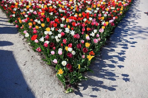 Many colourful tulips in one area