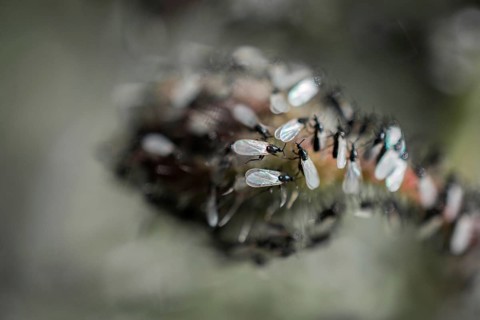 A swarm of flying ants gather on a floral plant