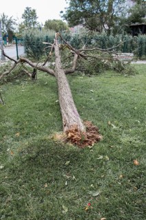 Fallen green tree in green grass in the view