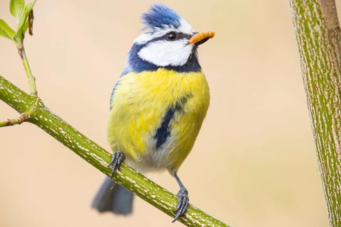 Blue tit
