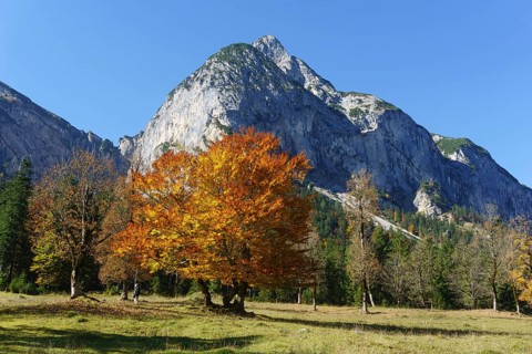 Autumn-coloured maples