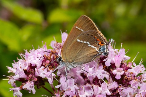 Buckthorn Fritillary Butterfly Sitting on Pink Flower Left Sighting