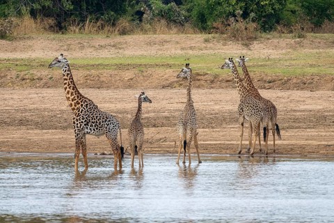 Rhodesian giraffe