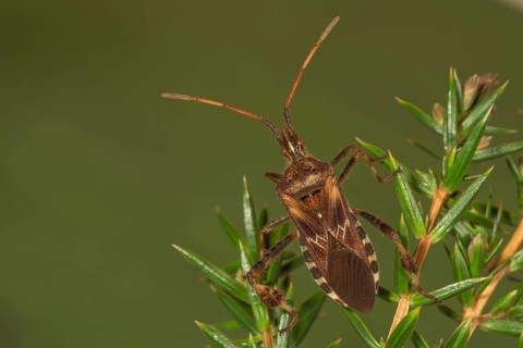 Western conifer seed bug