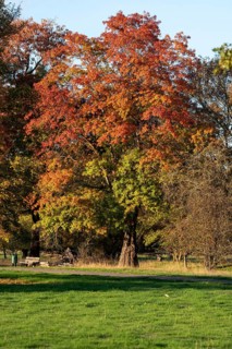 Red oak