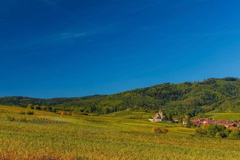 Autumn vineyards in Alsace