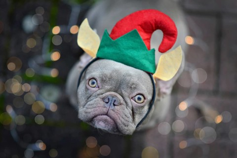 French Bulldog dog dressed up as cute Christmas elf wearing a red and green hat with elven ears