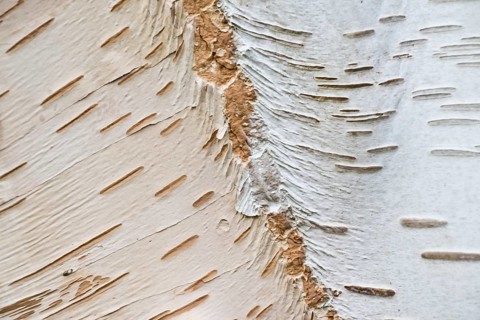 Himalayan birch