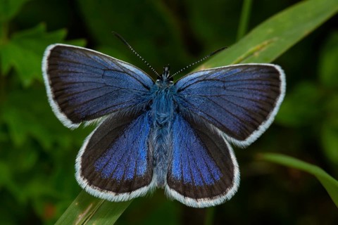 Silver-studded blue