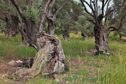 Old olive trees