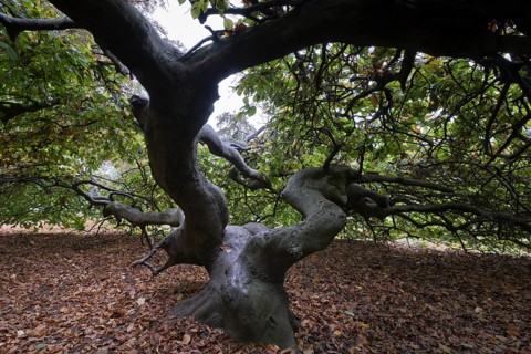Suentelbuche