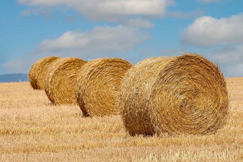 Stubble field with straw rolls