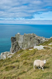 Sheep on the Island of Lundy