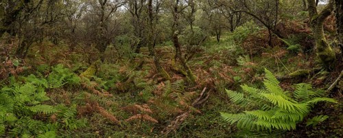Forest with ferns in autumn
