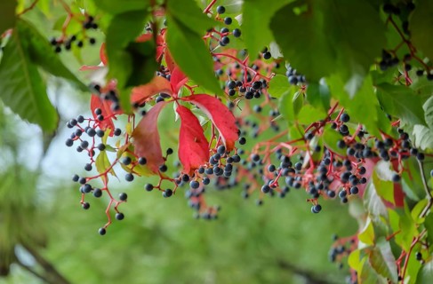 Fruit stand