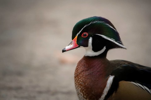 Wood duck