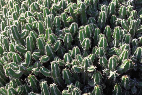 Spurge