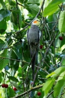 Cockatiel in tree with red cherries sitting on branch seen from front right