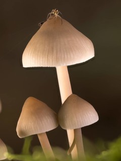 Bonnets
