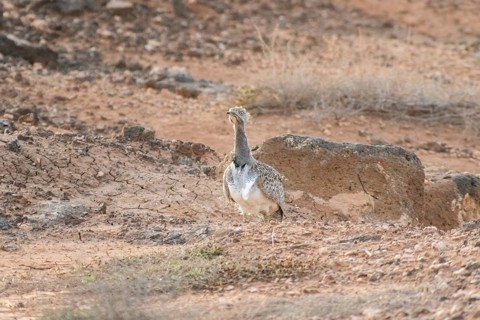 Rare cantilever bustard