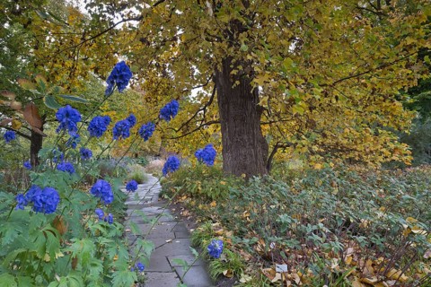 Perennial bed with aconite