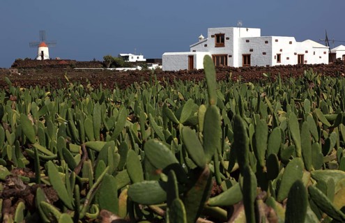 (Opuntia) plantations for the breeding of the cochineal scale insect, near Guatiza, Lanzarote,