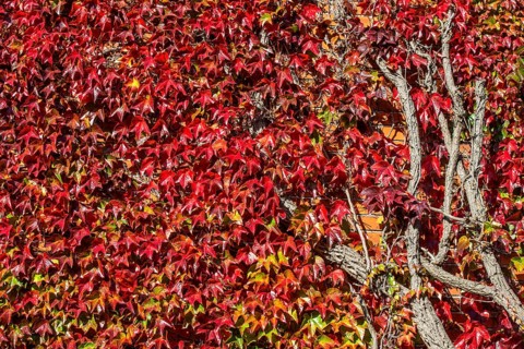 Virginia Creeper