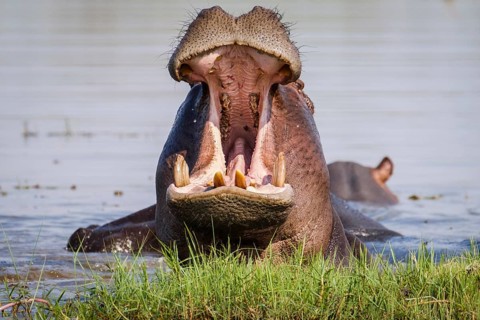 Hippo