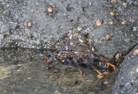 Red rock crab