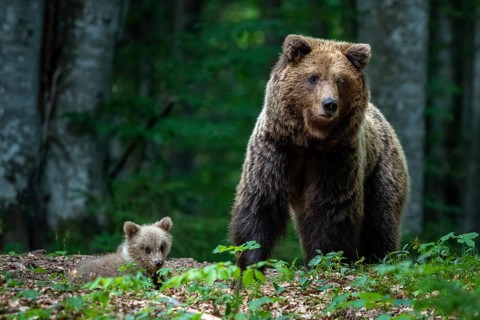 European brown bear