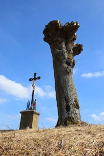 Field cross next to pollarded willow after pruning
